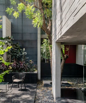 Alias_project_Trees-Sliced-Through_2